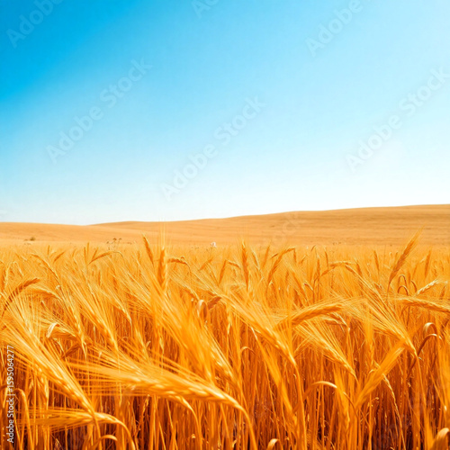 Golden wheat fields vibrantly swaying softly in the gentle warm summer breeze  