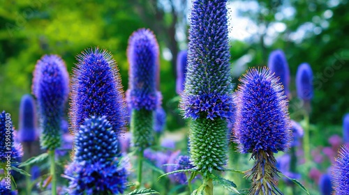 Tall blue Echinacea plants in full bloom with long spiky stalks, dense clusters of vibrant purple and green flowers, blurred background emphasizing these striking blooms in a natural setting.