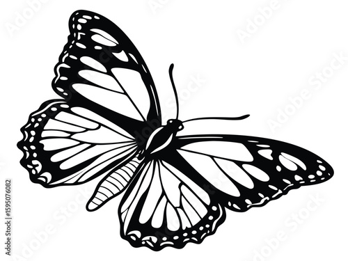 black and white butterfly