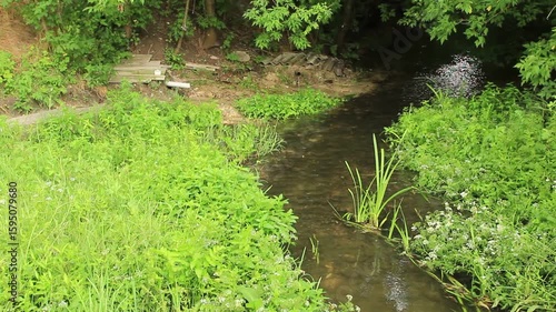 A stream with grass and trees