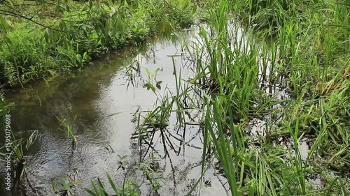 A stream of water with grass and sticks