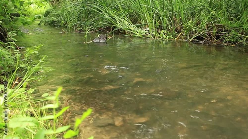 A small animal in a pond