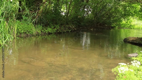 A body of water with plants around it