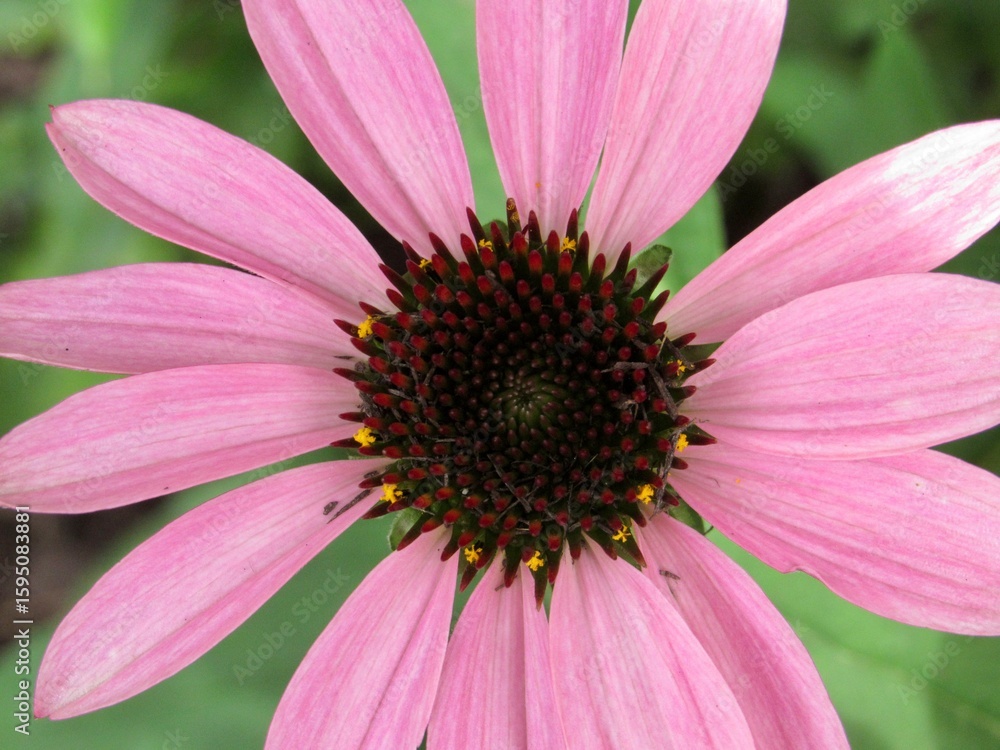 Obraz premium close up of pink daisy flower