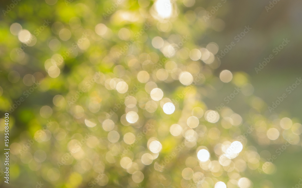 Naklejka premium bokeh nice foliage nature green tree, Natural green blurred bokeh leaf background with morning light.