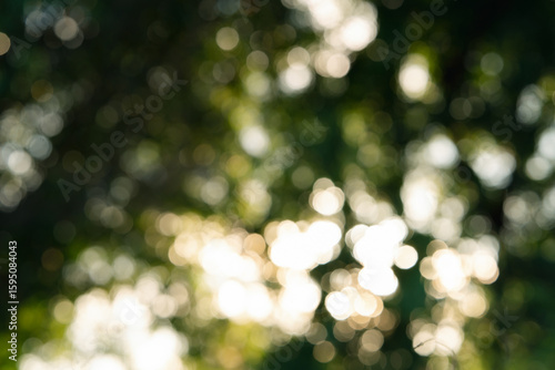 bokeh nice foliage nature green tree, Natural green blurred bokeh leaf background with morning light.