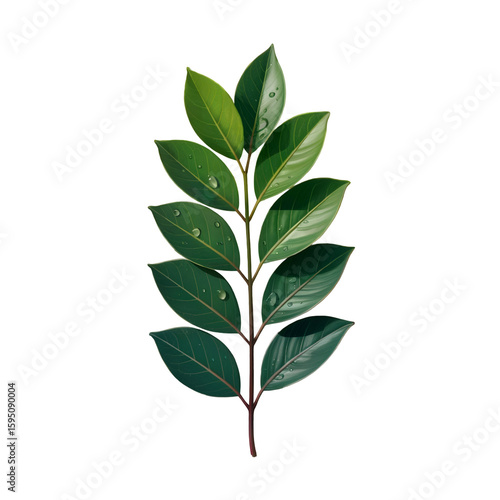 A photorealistic digital illustration of a branch with numerous dark green leaves exhibiting varying shades and water droplets on a pure white background the image is