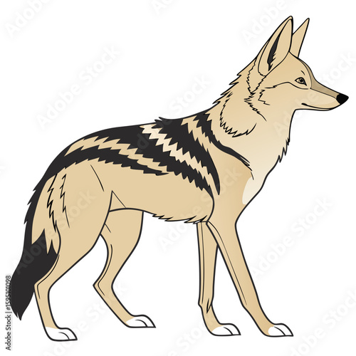 A jackal standing in profile on a white background