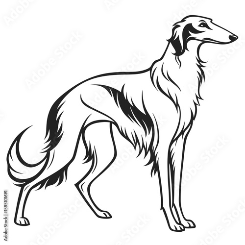 Elegant borzoi dog standing in profile