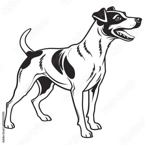 Smooth fox terrier dog standing and looking alert