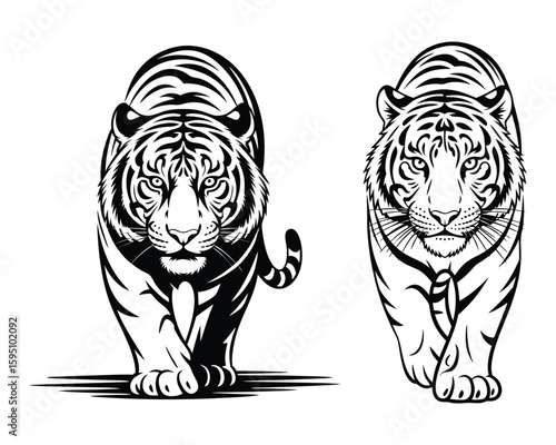 Jungle Beast and Wildlife Symbol, Walking Tiger Drawing On White Background

