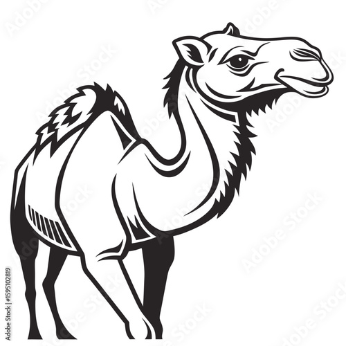 A dromedary camel stands looking to the side