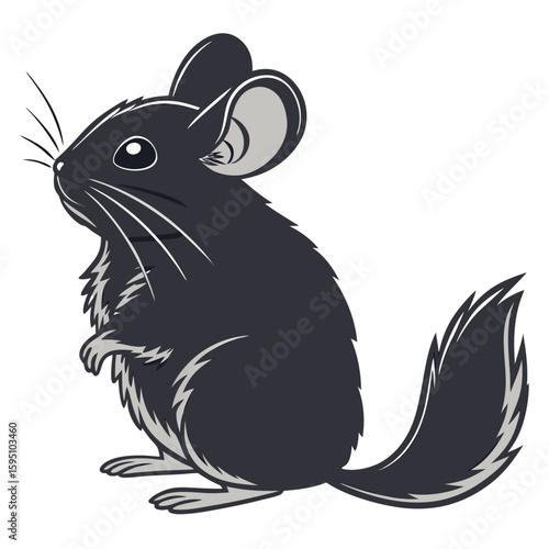 Chinchilla sitting on a white background