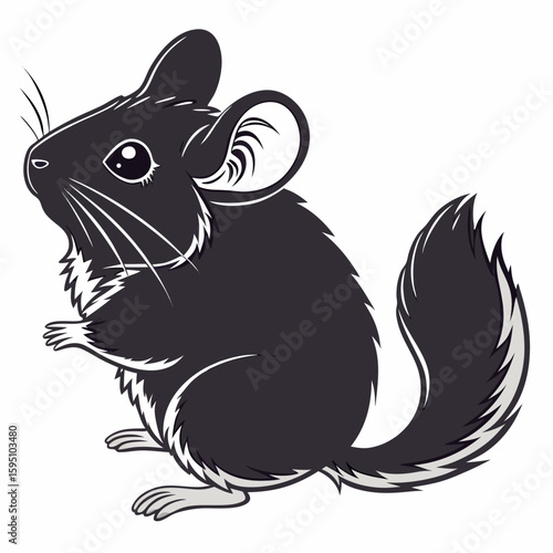 Chinchilla sitting on a white background
