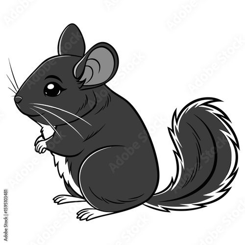 Chinchilla sitting on a white background
