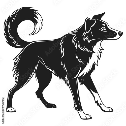 Black and white border collie dog standing profile view