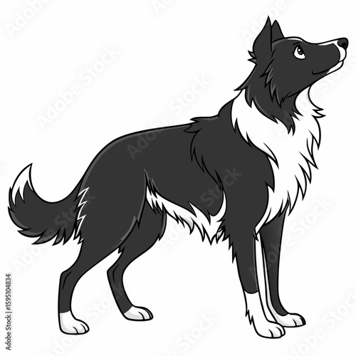 Border collie dog looking up with black and white illustration
