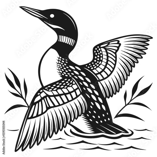 Loon with wings spread, emerging from water