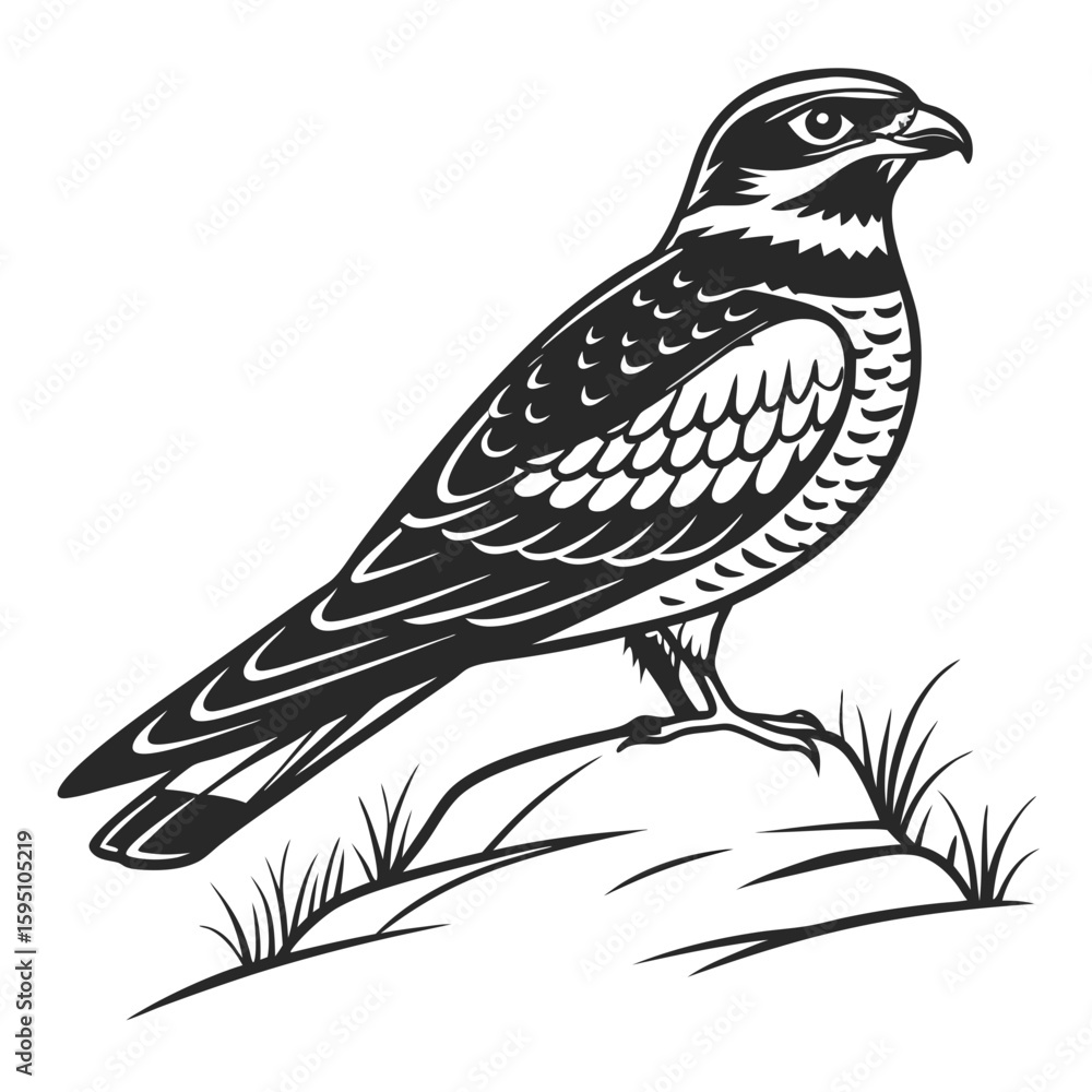 Fototapeta premium A falcon perched on grass, isolated on white background