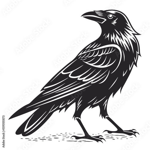 A black raven stands on the ground, isolated on white