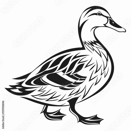 Detailed duck illustration isolated on white background