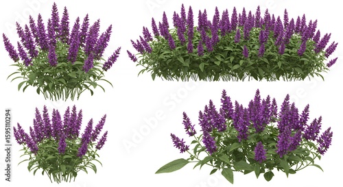 Purple flower clusters on white background