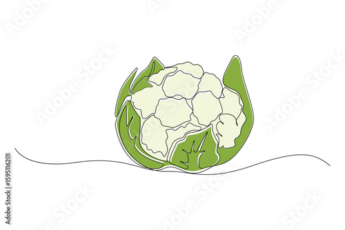 Hand-drawn cauliflower continuous outline vector. Cauliflower line art drawing