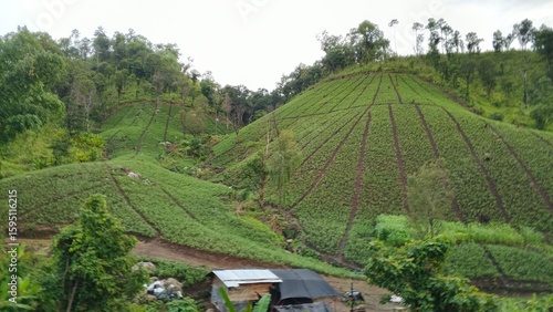 rice terraces in bali