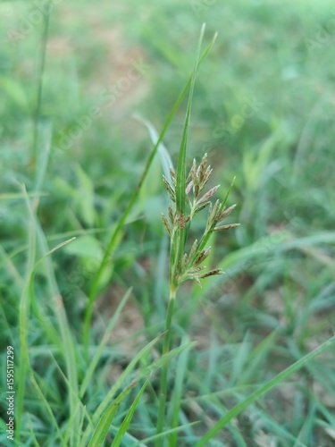 Cyperus rotundus, Nutsedge, Nut grass or the Red Sedge