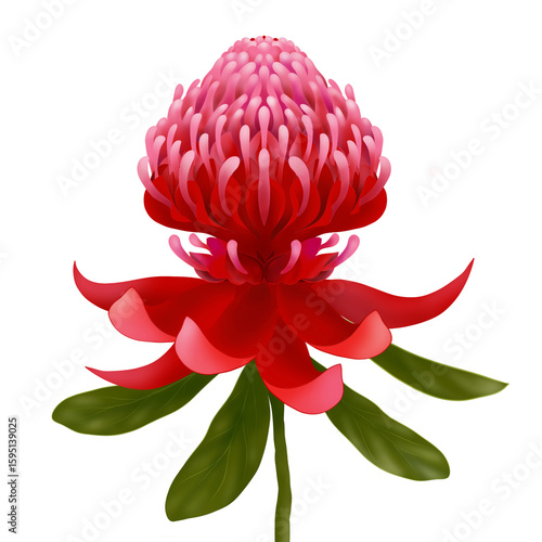 Illustration of waratah flower head with leaves