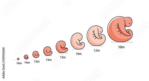 Early Stages of Human Embryonic Development and Growth Over Time