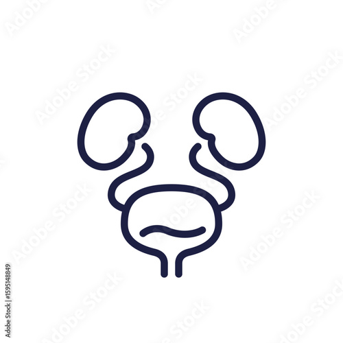 urinary system line icon on white, bladder and kidneys