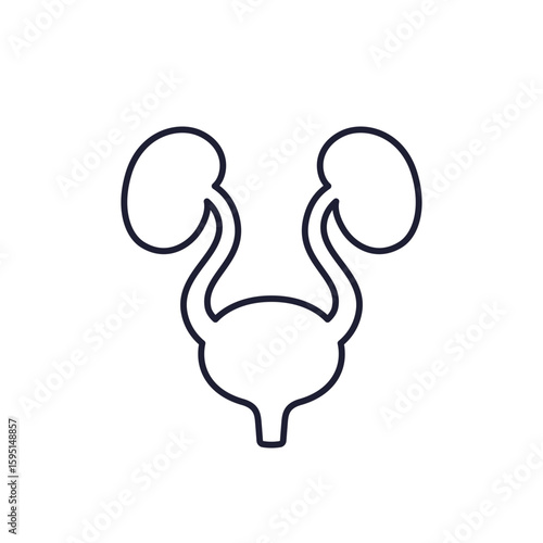 urinary system icon, bladder and kidneys, line design
