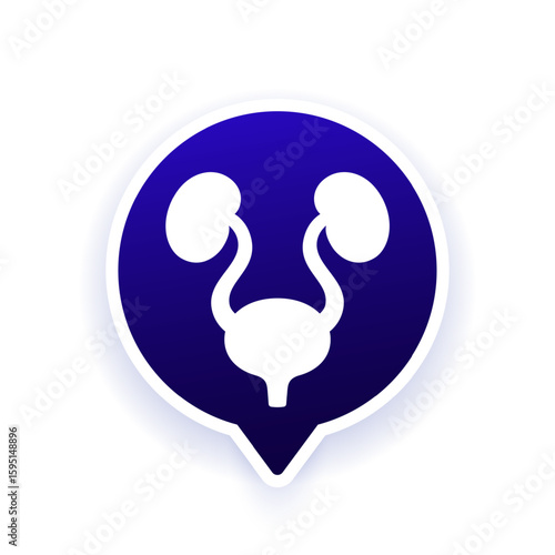 urinary system vector icon with bladder and kidneys