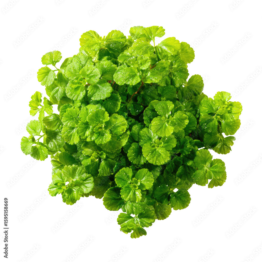 Fototapeta premium Close-up of a vibrant green plant, densely packed leaves