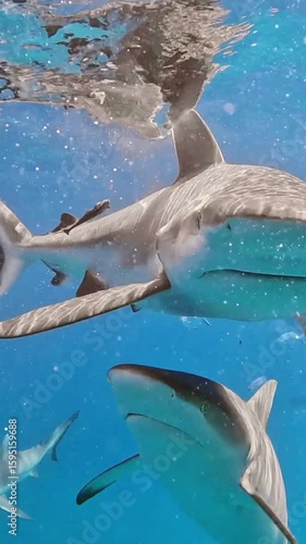 Predatory shark eats its prey in the ocean. Reef sharks and other fish in the indian ocean off the coast of the Seychelles. Underwater vertical slow motion shot