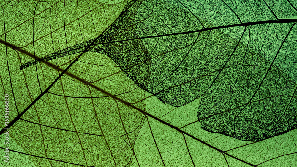 Fototapeta premium Skeleton Leaves Macro – Decorative Natural Texture