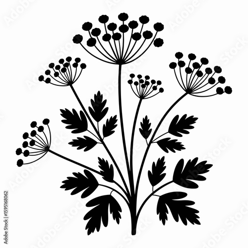 Black silhouette of dill plant with umbel flowers and leaves isolated on white background silhouette