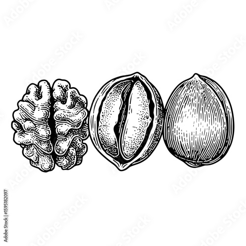 Mixed nuts in shell including walnut, almond, and hazelnut illustration  