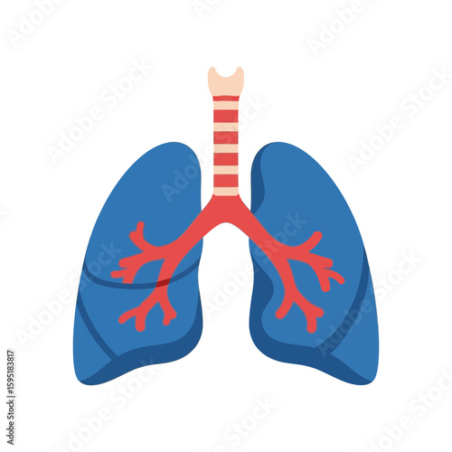 Vector illustration of blue human lungs with red trachea and bronchi on white.