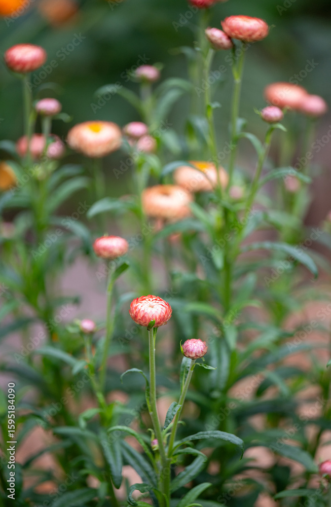 Obraz premium Orange and Red Strawflowers in Summer Garden