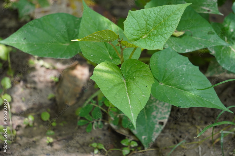Obraz premium A young sweet potato vine is growing on the soil