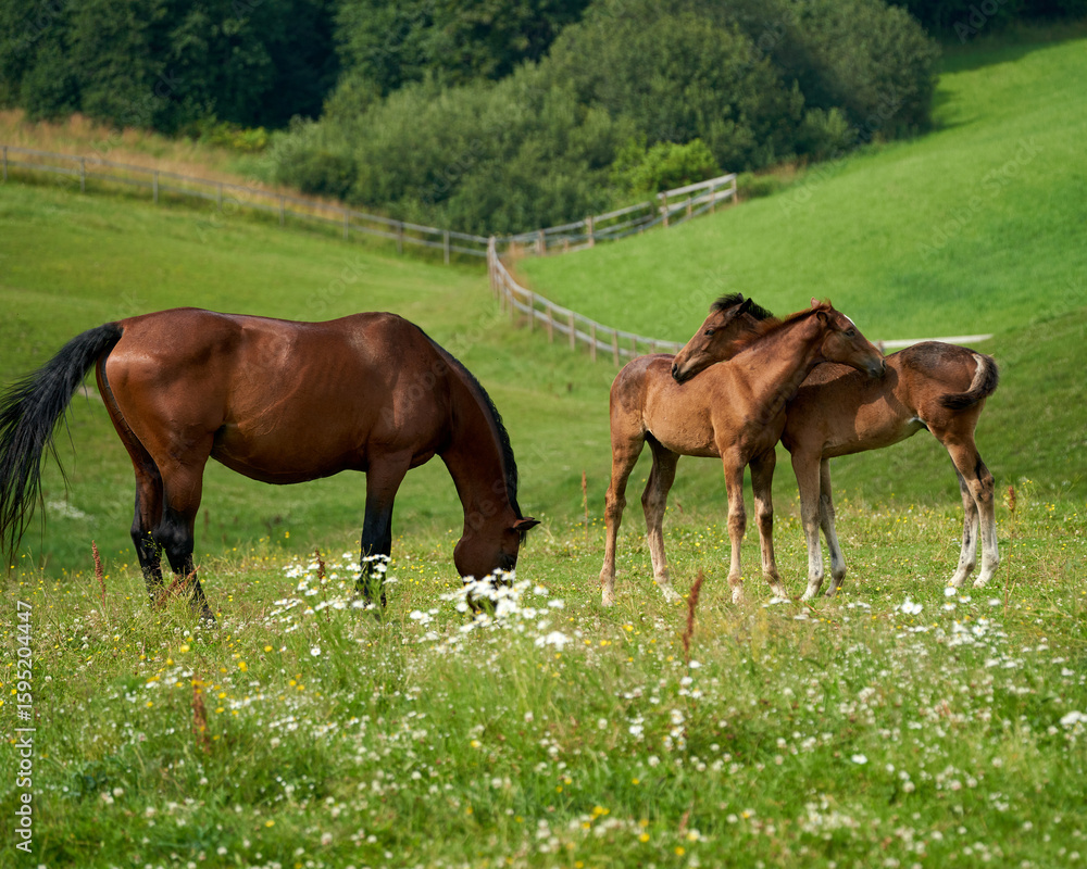 Obraz premium Nurturing Bond: Brown Mother Horse Grazes as Foal Siblings Embrace in Blooming Summer Pasture, Lørenskog, Norway