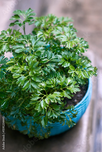 Rain soaked, dark, glossy variegated leaves of Parsley aralia (Polyscias fruticosa 'Elegans') plant. An air purifying houseplant popular for its attractive leaves and low maintenance needs. 