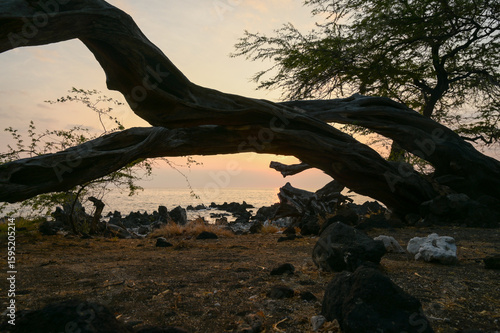 Hawaiian Tree Silhouette at Sunset by Ocean
