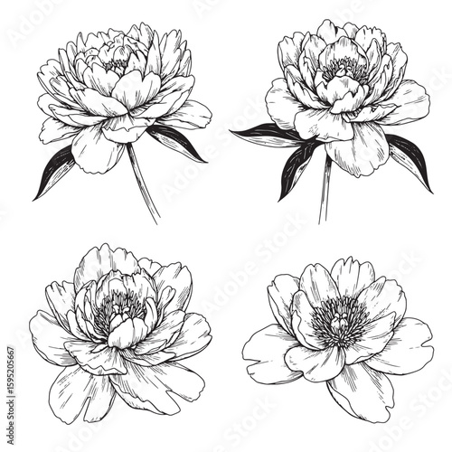 Elegant hand drawn line art illustrations of exquisite blooming peony flowers in various styles