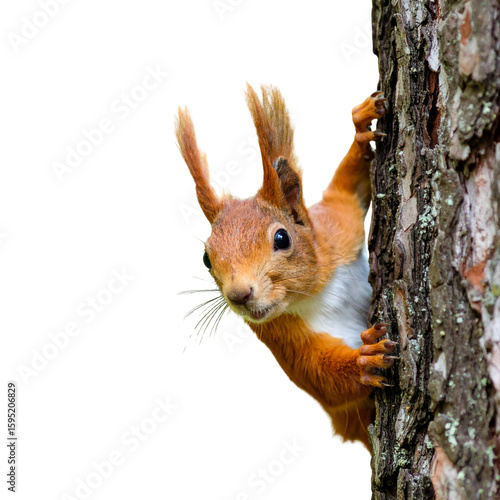  Playful Red Squirrel Half-Hidden Behind Tree, Caught Mid-Peek, Woodland Scene