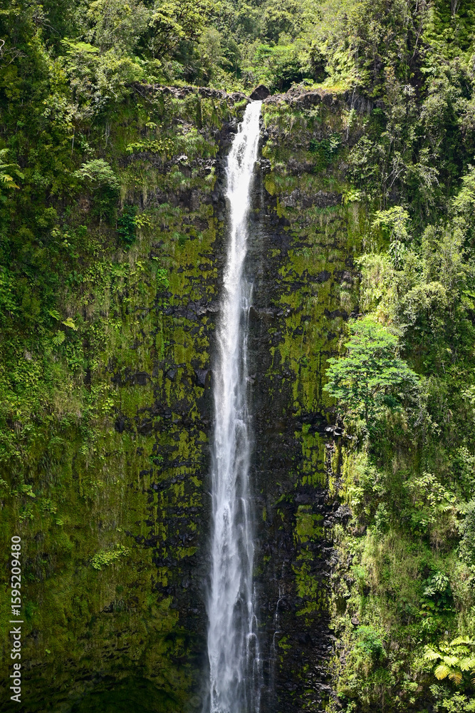 Obraz premium Akaka Falls Waterfall in Tropical Hawaiian Jungle