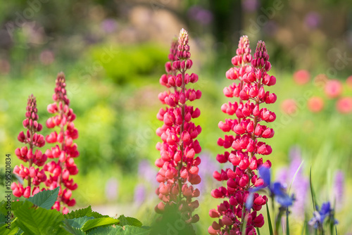 Lupin 'My Castle' (Lupinus x russellii). Colourful display of red/pink lupins in an coyttage garden border.Red lupinus flowers in the garden. 