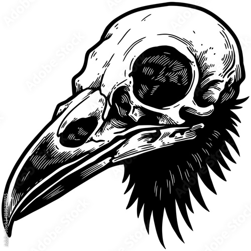 Vintage Vector Illustration of Raven with Exposed Skull – Gothic Bird Art"
